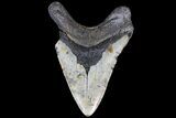 Bargain, Megalodon Tooth - North Carolina #83985-2